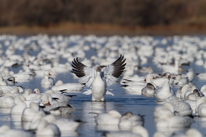 Schneegans Anser caerulescens Snow Goose